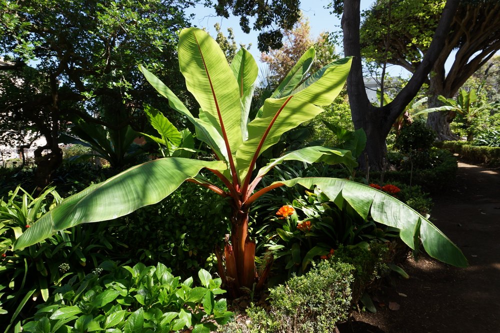 Přečtete si více ze článku Vyberte si svůj Kanárský ostrov: Botanické zahrady & ZOO