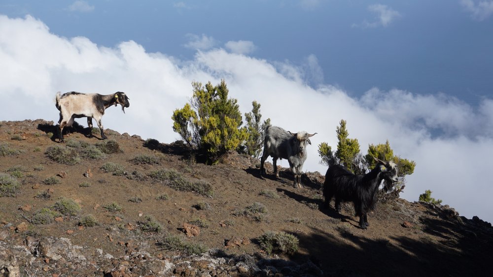 Přečtete si více ze článku El Hierro – ráj na zemi, kde neexistuje masový turismus