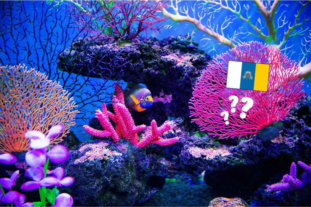 Přečtete si více ze článku Jsou na Kanárských ostrovech korálové útesy?